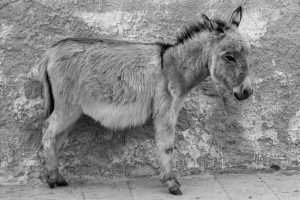 pin-the-tail-on-the-donkey